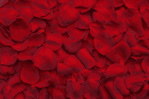 Scented Silk Artificial Rose Petals